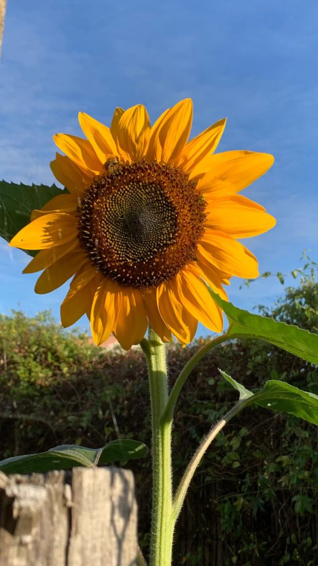 TOURNESOL GÉANT