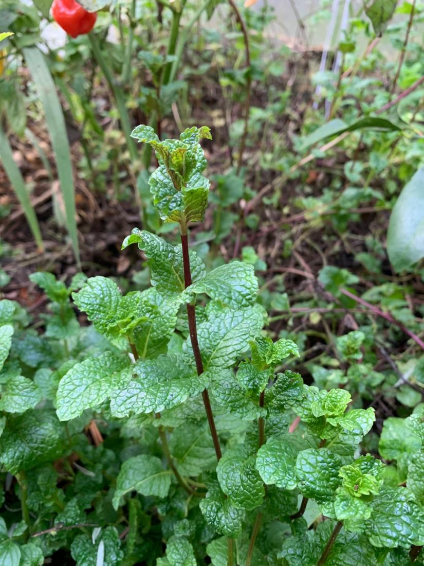 MENTHE