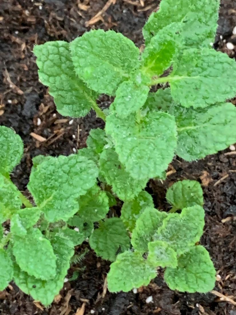 MENTHE